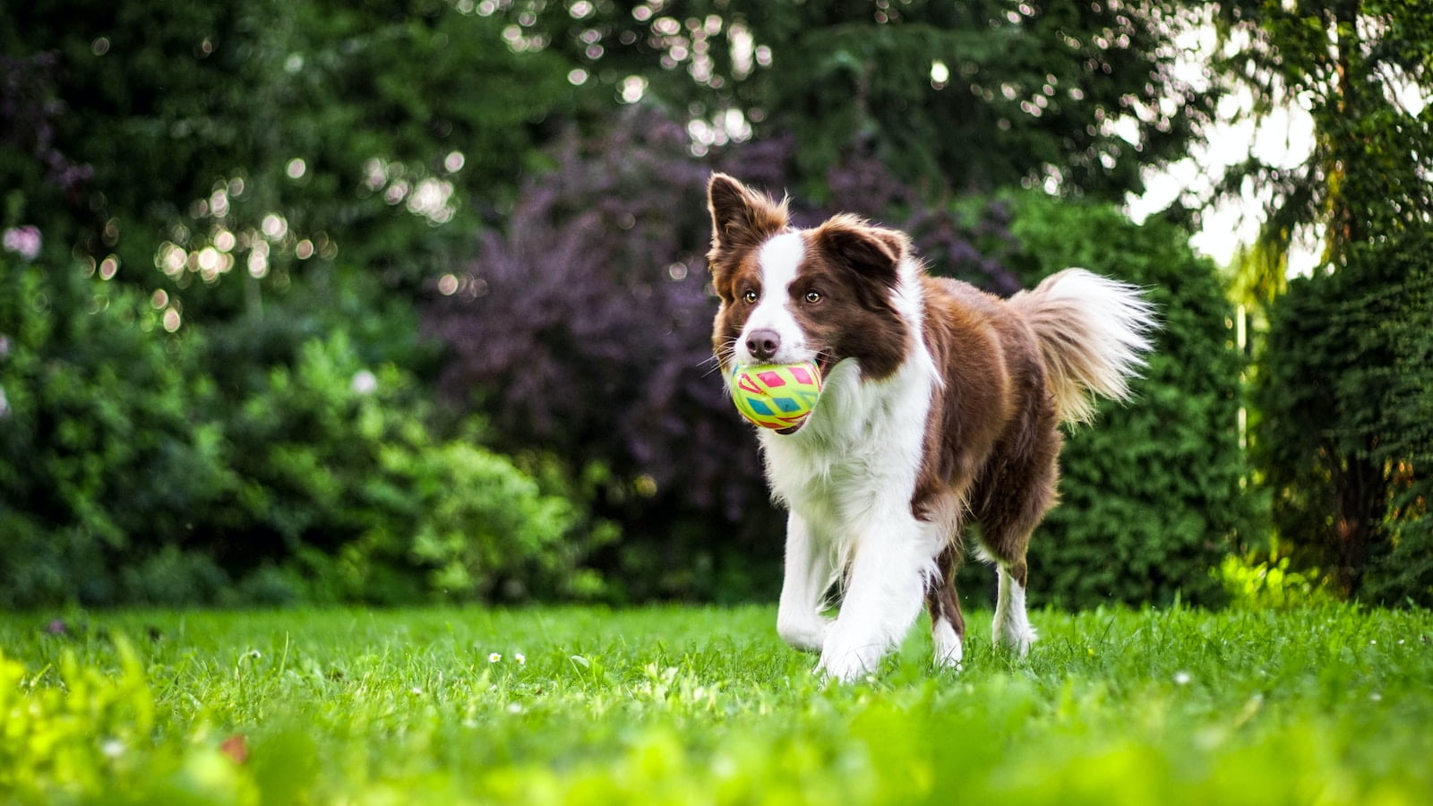 Hunde der leger i græsset med sit legetøj